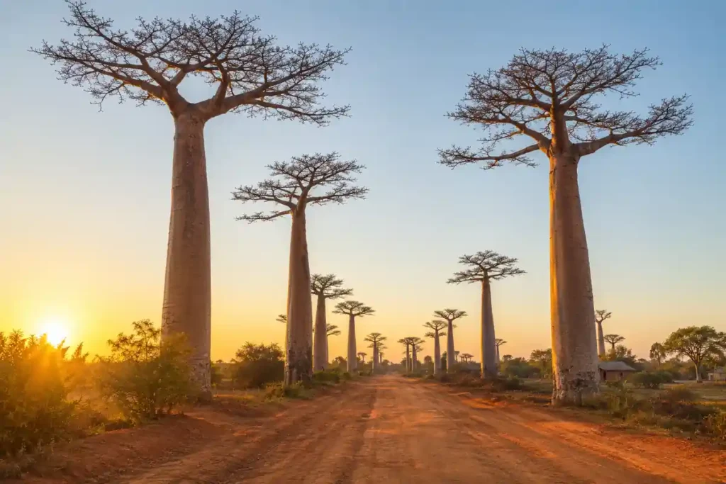 Baobabs et piste de terre rouge à Madagascar au lever du soleil