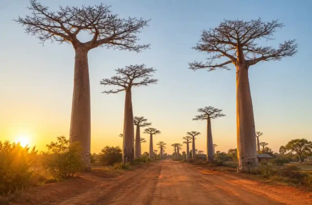 Baobabs et piste de terre rouge à Madagascar au lever du soleil